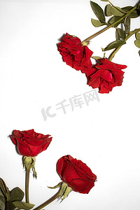 红色花瓣摄影照片_红色玫瑰花通用摄影背景