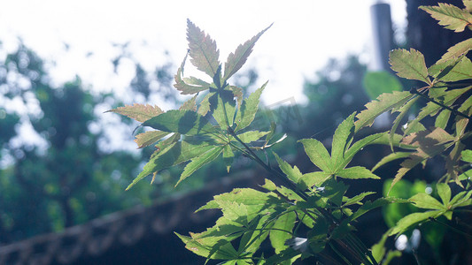 阳光下叶子摄影图