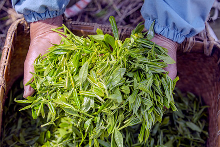 简易植物摄影照片_茶叶双手摄影图