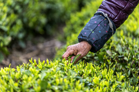 茶园手和茶叶的照片