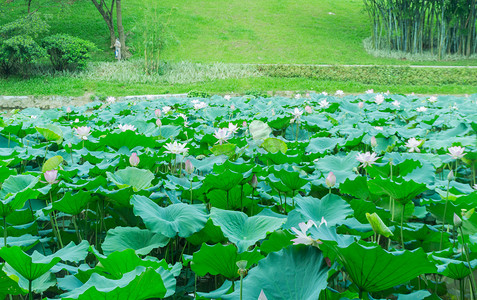 池塘荷花风景摄影图