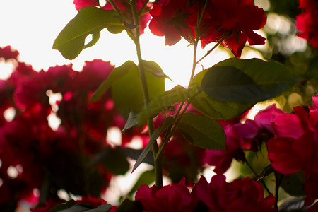 植物阳光摄影照片_阳光下夏天之玫瑰花自然风景摄影图