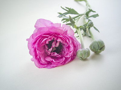 红玫瑰粉玫瑰摄影照片_鲜花玫瑰花摄影图