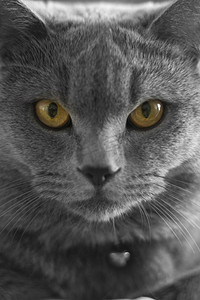 蓝猫商标摄影照片_宠物蓝猫摄影图