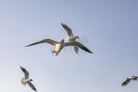 云南摄影照片_云南滇池湖上飞翔海鸥摄影图