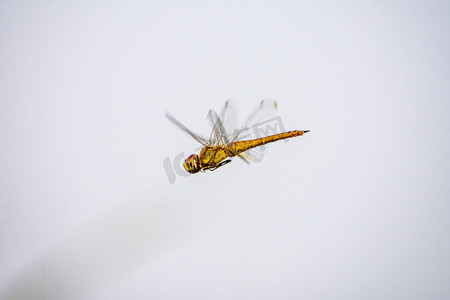 飞翔蜻蜓摄影照片_飞翔的蜻蜓摄影图