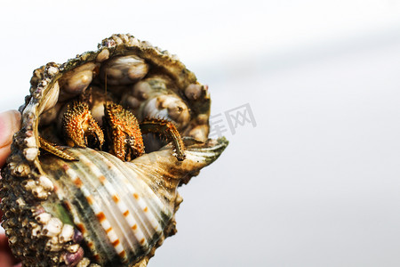 一只寄居在海螺上寄居蟹摄影图
