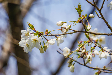 春天枝头白色花摄影图