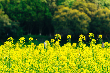 清明节牛郎摄影照片_公园遍地油菜花摄影图