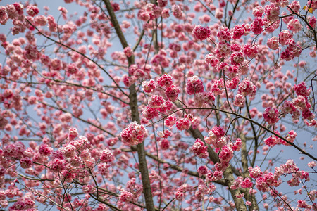 春天桃花朵朵繁花盛开摄影图