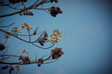 春天蓝天下梧桐花树自然风景摄影图