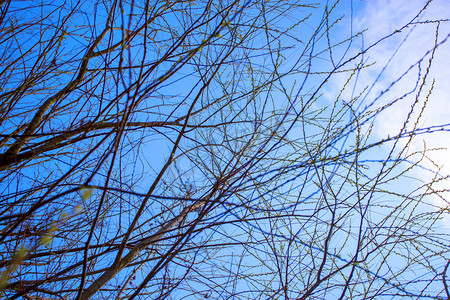 春天到来蓝天大树发芽自然风景摄影图