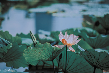 荷花日历壁纸摄影照片_夏天荷花写实摄影图