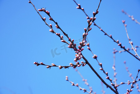 春季杏树花蕾摄影图