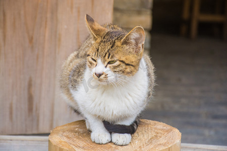 街边可爱小猫咪摄影图