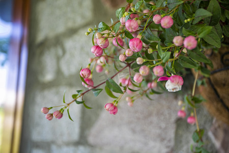一盆美丽花朵盆栽摄影图