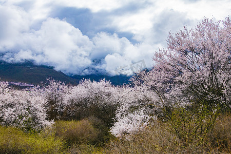 西藏林芝桃花林摄影图