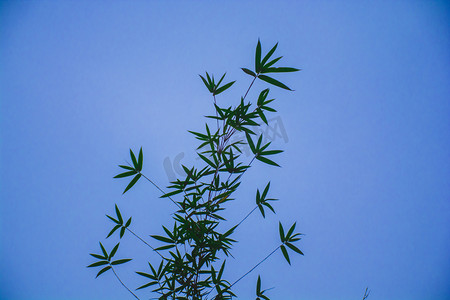 蓝色天空摄影照片_蓝色天空下竹叶枝自然风景摄影图