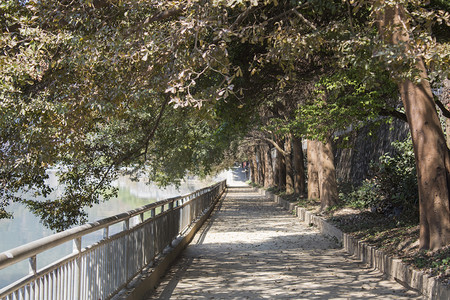 大树道路摄影照片_绿荫小道风景风光摄影图