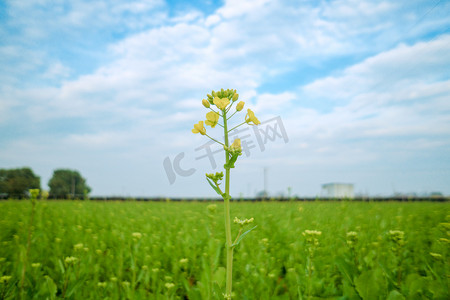 油菜花天空云朵摄影图