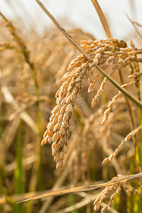 稻谷摄影照片_农作物水稻摄影图