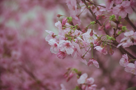 春天粉嫩樱花树自然风景摄影图
