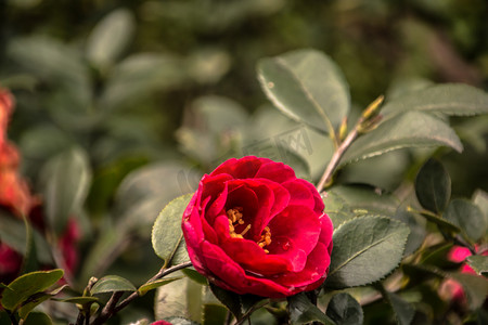 树林茶花花朵摄影图