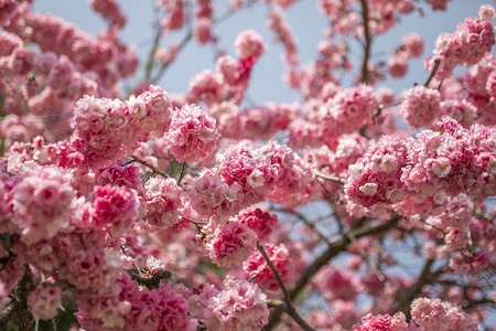 春天桃花摄影照片_春天桃花朵朵繁花盛开3