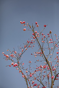 桃花logo摄影照片_春天繁花盛开桃花朵朵摄影图