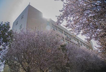 春天樱花树教学楼摄影图