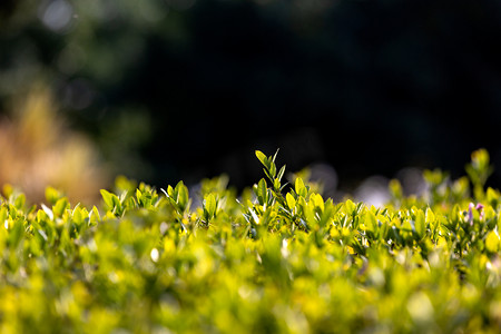 茶叶字体摄影照片_春天茶叶嫩茶摄影图