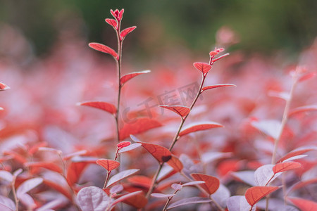 植物红色摄影图