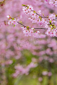 樱花枝条和草地摄影图