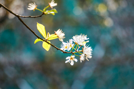 春天白色花朵植物摄影图