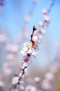 春天桃花摄影图