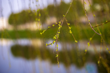 柳树下送别摄影照片_春天水边柳树发芽自然风景摄影图