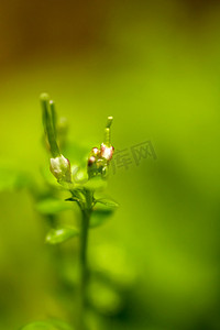 绿色微距植物摄影图