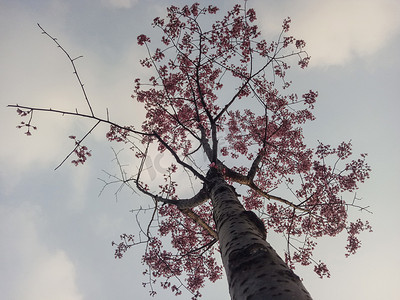 春天樱花树和樱花仰拍摄影图