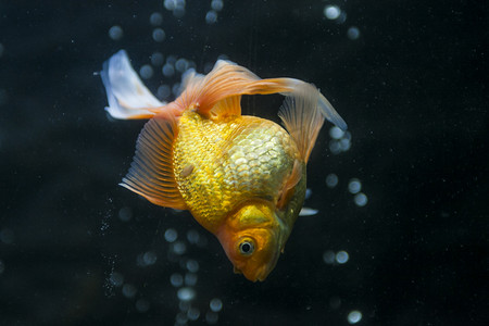 绚丽金鱼观赏鱼类摄影图