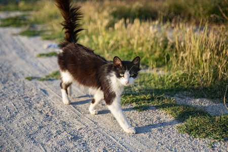 猫咪洗护摄影照片_路上一只猫咪摄影图