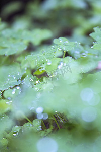 雨景摄影照片_三叶草上面晶莹剔透水珠摄影图