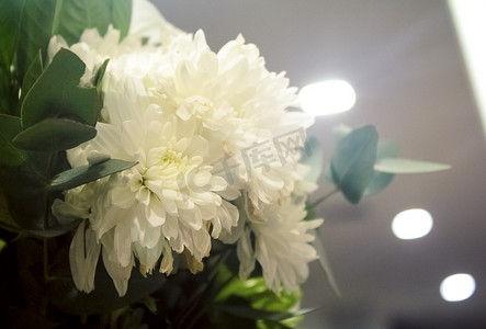 白色花朵摄影图