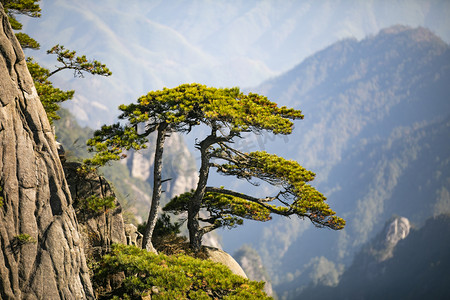 南通濠河风景摄影照片_黄山松迎客松摄影图