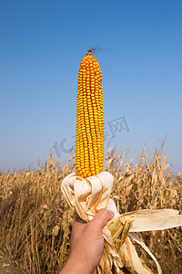 粮世界粮食日摄影照片_玉米粮食摄影图