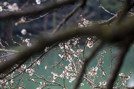 寒冬梅花摄影照片_杭州植物园风景白梅树枝摄影图
