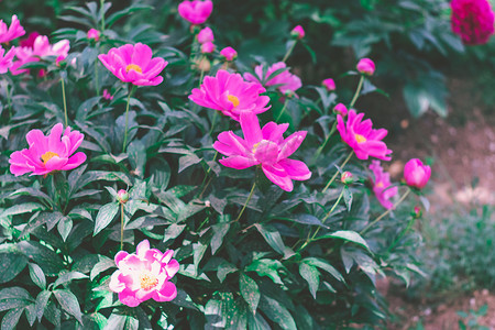 粉色花卉抱团成簇摄影图