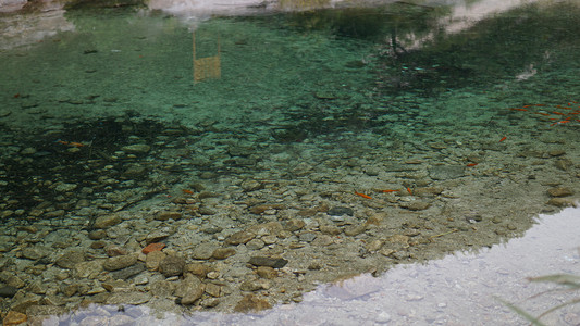 烫金色锦鲤摄影照片_清澈湖底水底金鱼摄影图