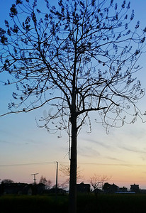 黄昏下一颗唯美大树摄影图