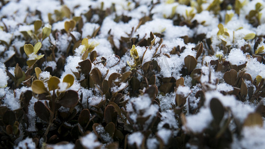 冬天雪后植物摄影图