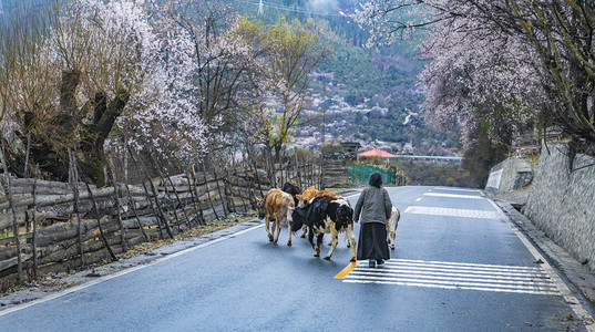桃花林摄影照片_西藏林芝风景公路摄影图